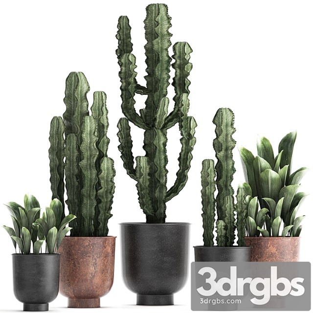 Collection of plants in black pots cactus, cereus. set 839. - thumbnail 1