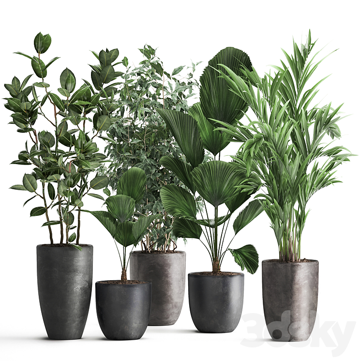 Collection of plants in black pots Likuala Hovea palm Ficus Benjamin. Set 1003. 3DS Max Model - thumbnail 1