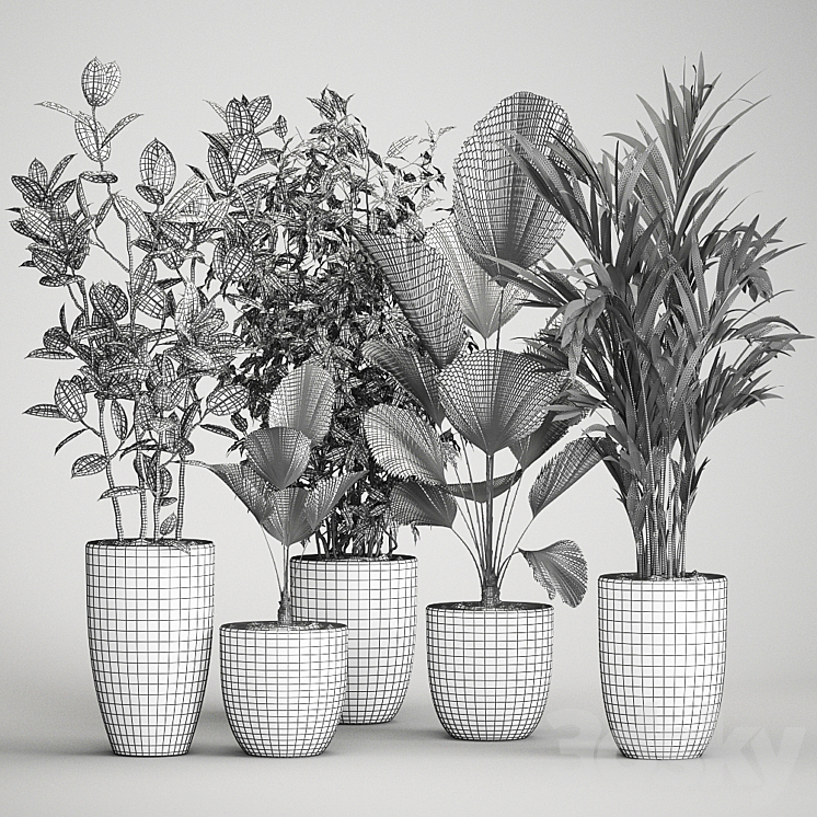 Collection of plants in black pots Likuala Hovea palm Ficus Benjamin. Set 1003. 3DS Max Model - thumbnail 2