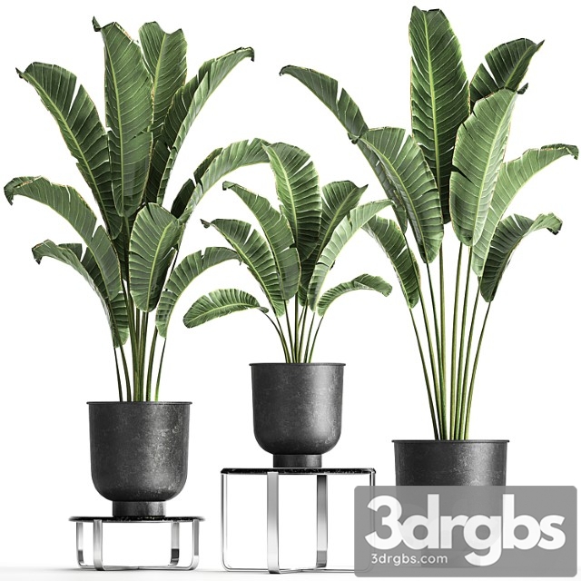 Collection of Plants In Black Pots On Table Stand With Ravenala Banana Palm Strelitzia Set 846 3dsmax Download - thumbnail 1