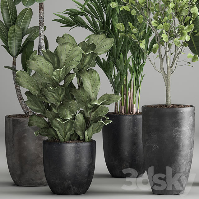 Collection of plants in black pots Strelitzia tree ficus Plumeria banana palm. Set 984. 3DS Max Model - thumbnail 2