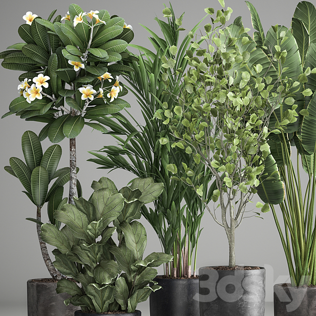 Collection of plants in black pots Strelitzia tree ficus Plumeria banana palm. Set 984. 3DS Max Model - thumbnail 3