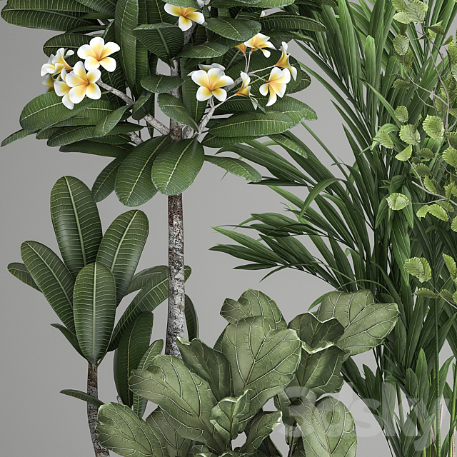 Collection of plants in black pots Strelitzia tree ficus Plumeria banana palm. Set 984. 3DS Max Model - thumbnail 4