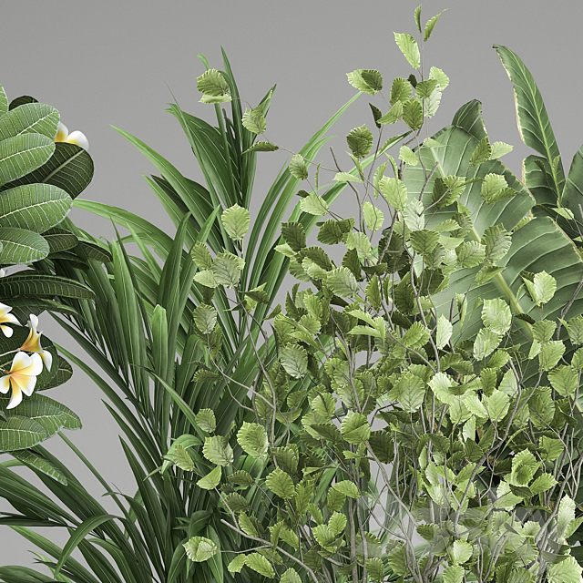 Collection of plants in black pots Strelitzia tree ficus Plumeria banana palm. Set 984. 3DS Max Model - thumbnail 6