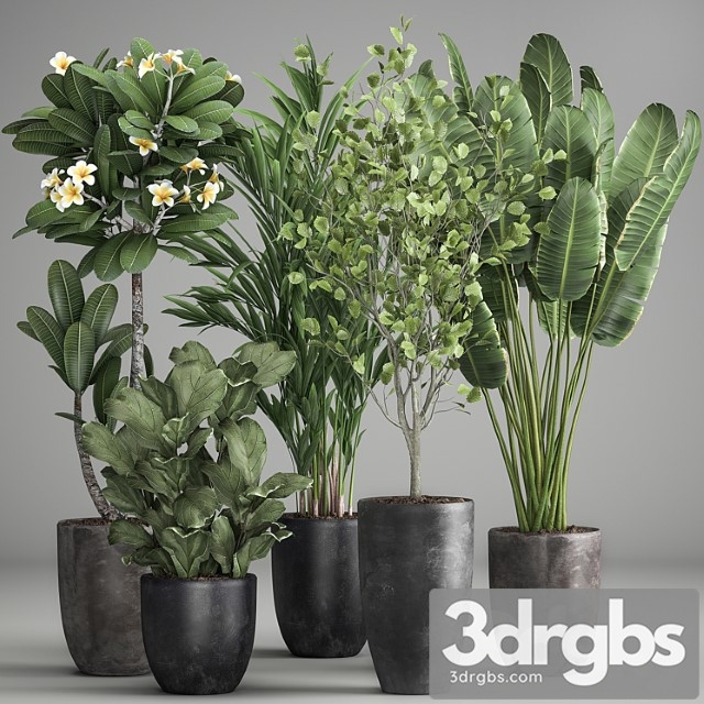 Collection of plants in black pots strelitzia, tree, ficus, plumeria, banana palm. set 984. - thumbnail 1