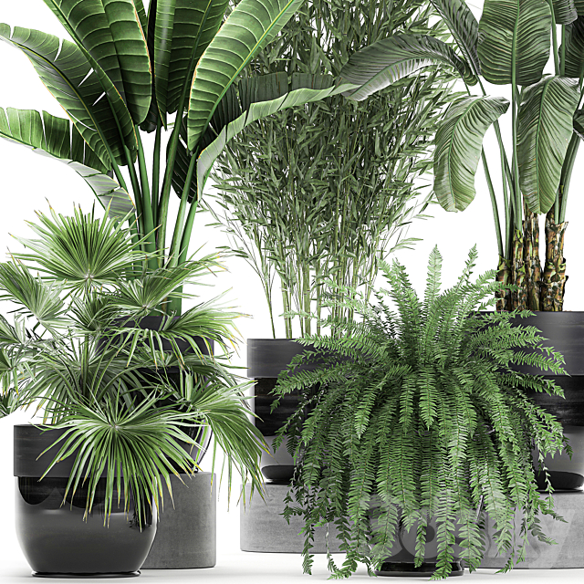 Collection of plants in black pots with Bamboo Banana fan palm fern strelitzia. Set 711 3DS Max Model - thumbnail 2