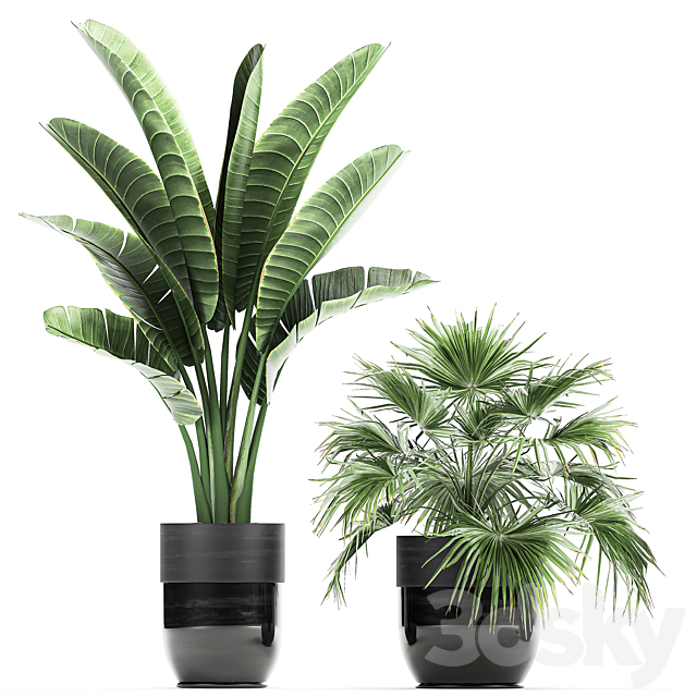 Collection of plants in black pots with Bamboo Banana fan palm fern strelitzia. Set 711 3DS Max Model - thumbnail 3