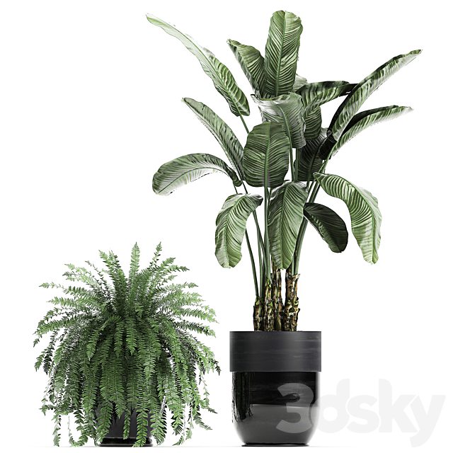 Collection of plants in black pots with Bamboo Banana fan palm fern strelitzia. Set 711 3DS Max Model - thumbnail 4