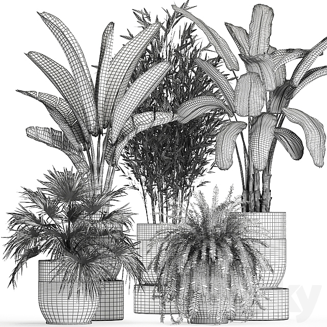 Collection of plants in black pots with Bamboo Banana fan palm fern strelitzia. Set 711 3DS Max Model - thumbnail 5