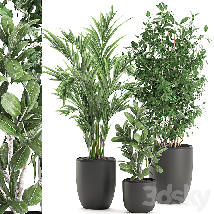 Collection of plants in black pots with Ficus benjamin palm hovea neanta. Set 567. 3DS Max - thumbnail 1