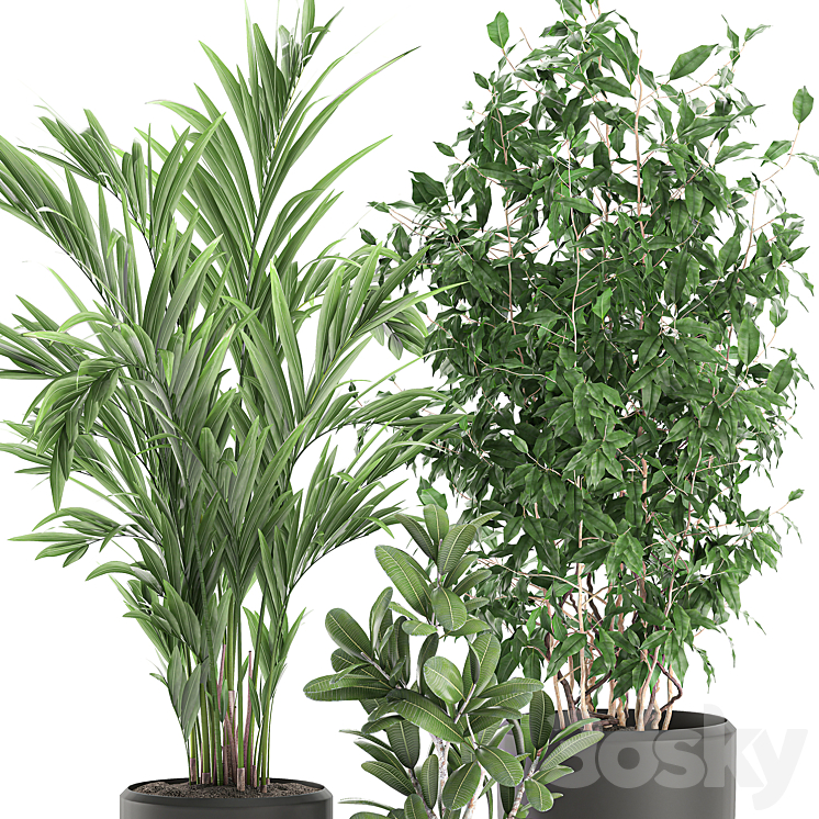 Collection of plants in black pots with Ficus benjamin palm hovea neanta. Set 567. 3DS Max - thumbnail 2