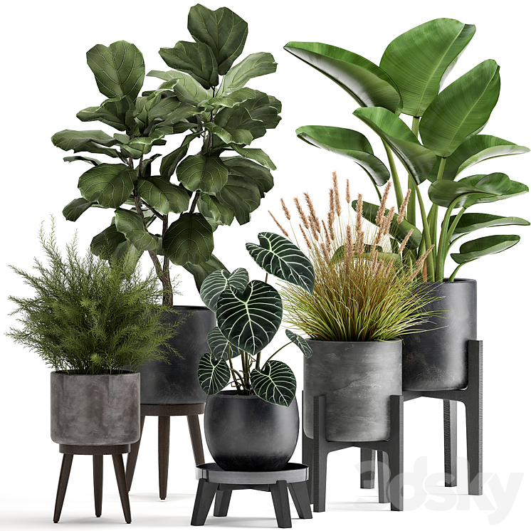 Collection of plants in black pots with Ficus lyrata Strelitzia Asparagus. Set 998. 3DS Max Model - thumbnail 1