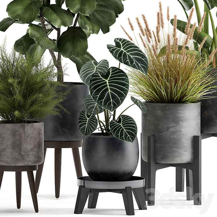 Collection of plants in black pots with Ficus lyrata Strelitzia Asparagus. Set 998. 3DS Max Model - thumbnail 2