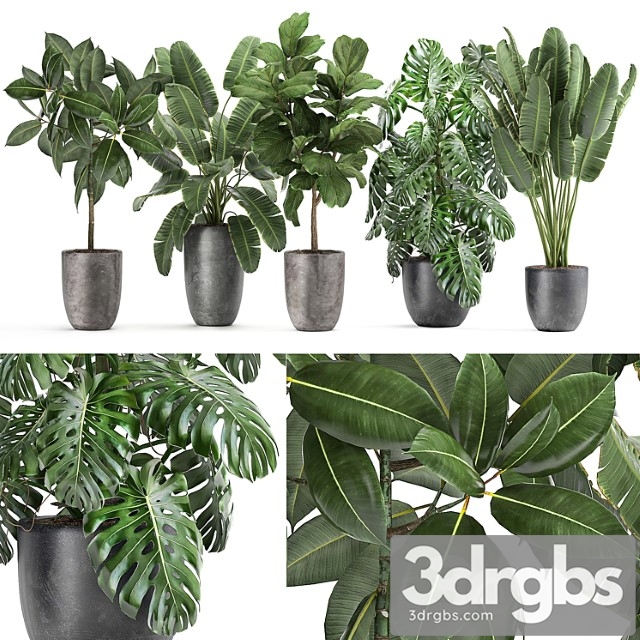 Collection of plants in black pots with ficus tree, banana, monstera, strelitzia. set 1053. - thumbnail 1