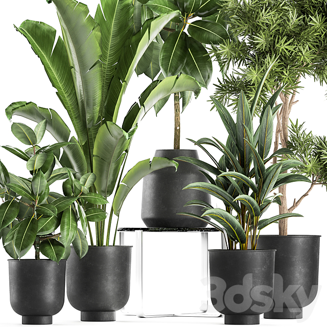 Collection of plants in black pots with Fiucus tree Banana palm Strelitzia. Set 855. 3DS Max Model - thumbnail 2