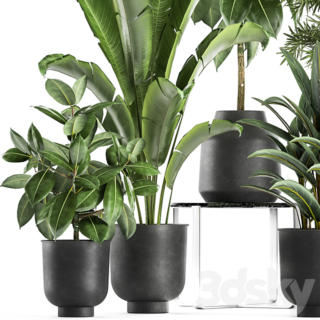 Collection of plants in black pots with Fiucus tree Banana palm Strelitzia. Set 855. 3DS Max Model - thumbnail 3