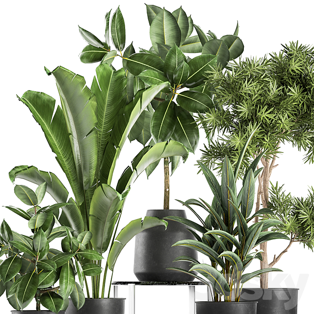 Collection of plants in black pots with Fiucus tree Banana palm Strelitzia. Set 855. 3DS Max Model - thumbnail 4