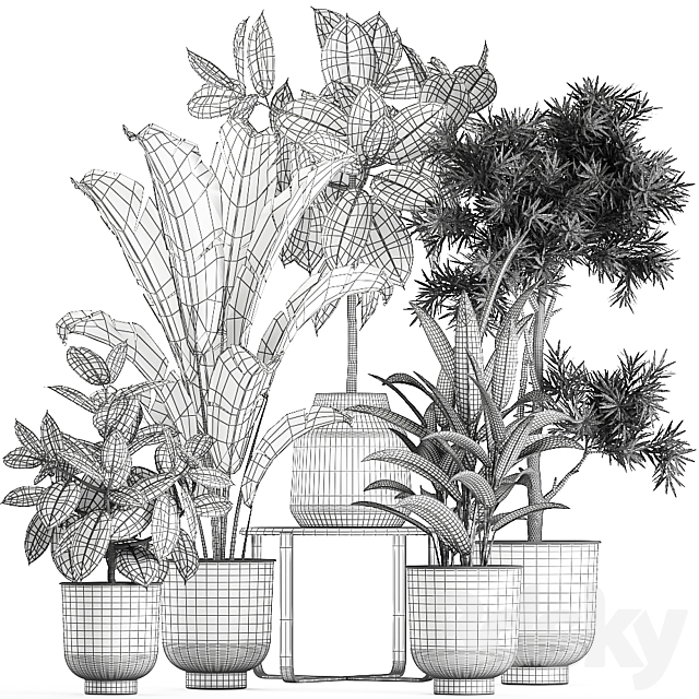 Collection of plants in black pots with Fiucus tree Banana palm Strelitzia. Set 855. 3DS Max Model - thumbnail 5