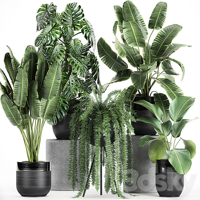 Collection of plants in black pots with Monstera. banana palm. strelitzia. fern. calathea lutea. luxury decor. Set 710. 3DSMax File - thumbnail 1