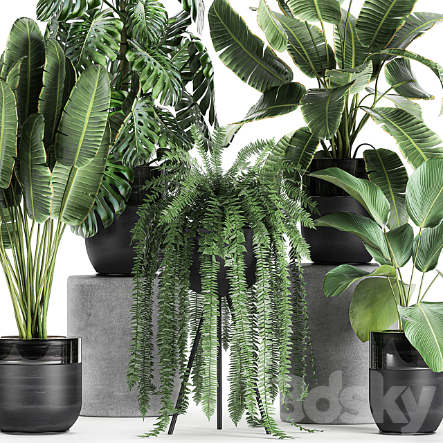 Collection of plants in black pots with Monstera. banana palm. strelitzia. fern. calathea lutea. luxury decor. Set 710. 3DSMax File - thumbnail 2