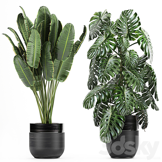 Collection of plants in black pots with Monstera. banana palm. strelitzia. fern. calathea lutea. luxury decor. Set 710. 3DSMax File - thumbnail 3