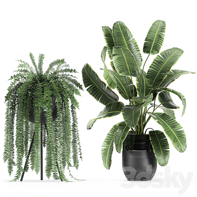 Collection of plants in black pots with Monstera. banana palm. strelitzia. fern. calathea lutea. luxury decor. Set 710. 3DSMax File - thumbnail 4