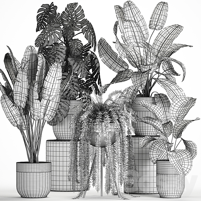 Collection of plants in black pots with Monstera. banana palm. strelitzia. fern. calathea lutea. luxury decor. Set 710. 3DSMax File - thumbnail 5