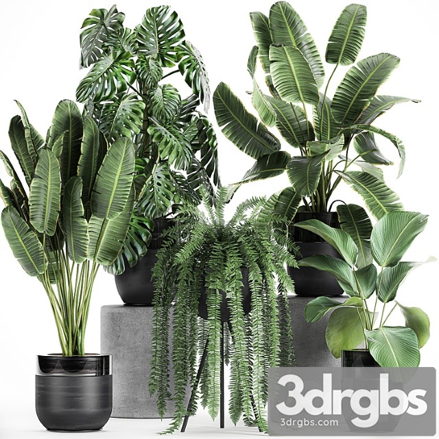 Collection of plants in black pots with monstera, banana palm, strelitzia, fern, calathea lutea, luxury decor. set 710. - thumbnail 1