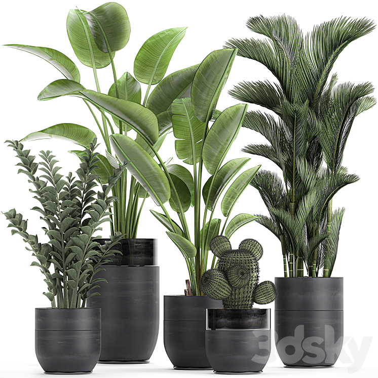 Collection of plants in black pots with Strelitzia banana dipsis palm cactus Zamiokulkas. Set 724. 3DS Max - thumbnail 1