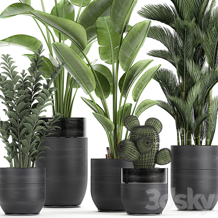 Collection of plants in black pots with Strelitzia banana dipsis palm cactus Zamiokulkas. Set 724. 3DS Max - thumbnail 2