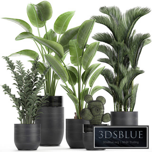 Collection of plants in black pots with Strelitzia banana dipsis palm cactus Zamiokulkas. Set 724. 3DS Max - thumbnail 3