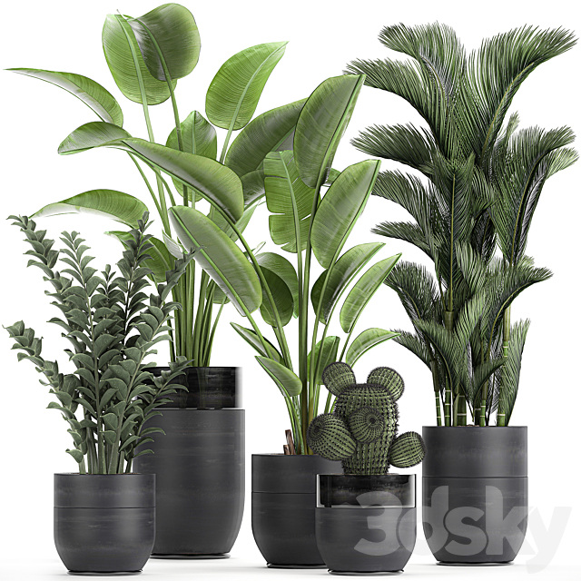 Collection of plants in black pots with Strelitzia. banana. dipsis. palm. cactus. Zamiokulkas. Set 724. 3DSMax File - thumbnail 1