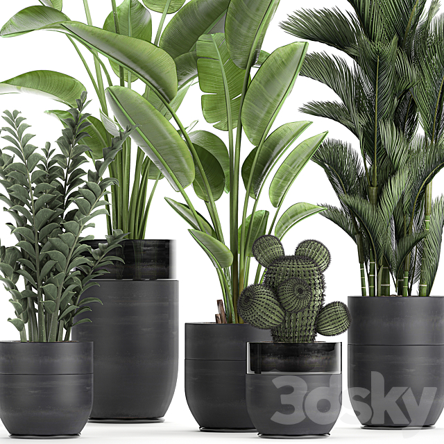 Collection of plants in black pots with Strelitzia. banana. dipsis. palm. cactus. Zamiokulkas. Set 724. 3DSMax File - thumbnail 2