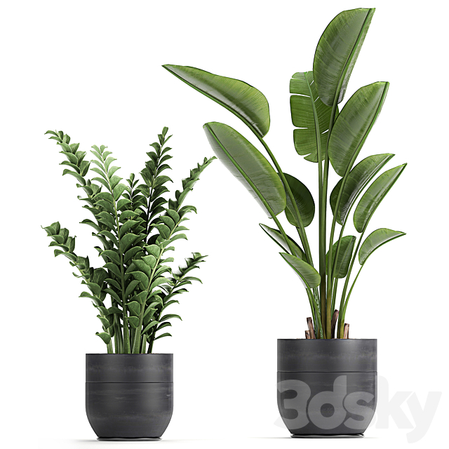 Collection of plants in black pots with Strelitzia. banana. dipsis. palm. cactus. Zamiokulkas. Set 724. 3DSMax File - thumbnail 3