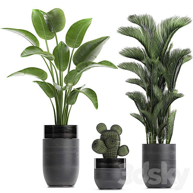 Collection of plants in black pots with Strelitzia. banana. dipsis. palm. cactus. Zamiokulkas. Set 724. 3DSMax File - thumbnail 4