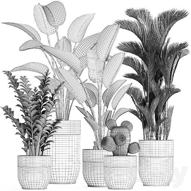 Collection of plants in black pots with Strelitzia. banana. dipsis. palm. cactus. Zamiokulkas. Set 724. 3DSMax File - thumbnail 5