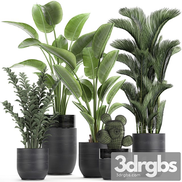 Collection of plants in black pots with strelitzia, banana, dipsis, palm, cactus, zamiokulkas. set 724. - thumbnail 1