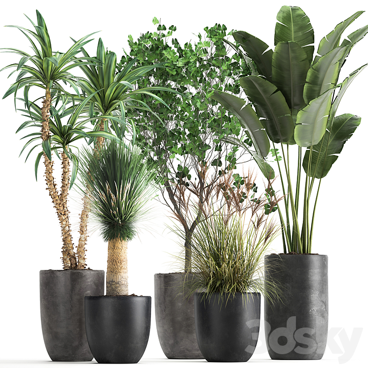 Collection of plants in black pots with Strelitzia banana Ginkgo Dracaena Yucca. Set 1016. 3DS Max - thumbnail 1