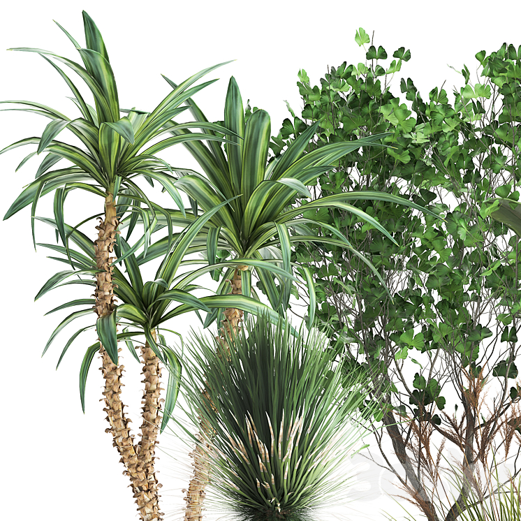 Collection of plants in black pots with Strelitzia banana Ginkgo Dracaena Yucca. Set 1016. 3DS Max - thumbnail 2