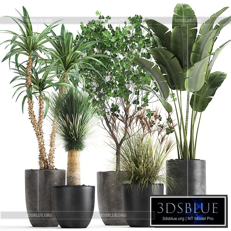 Collection of plants in black pots with Strelitzia banana Ginkgo Dracaena Yucca. Set 1016. 3DS Max - thumbnail 3