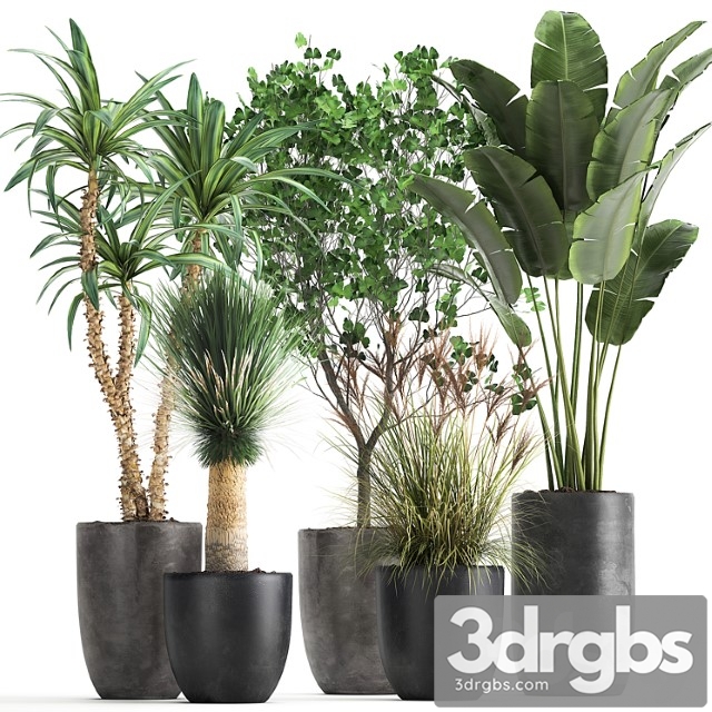 Collection of plants in black pots with strelitzia, banana ginkgo, dracaena, yucca. set 1016. - thumbnail 1