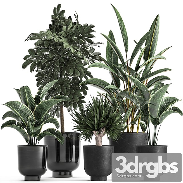 Collection of plants in black pots with strelitzia, scheffler, palm, alpinia . set 843. - thumbnail 1