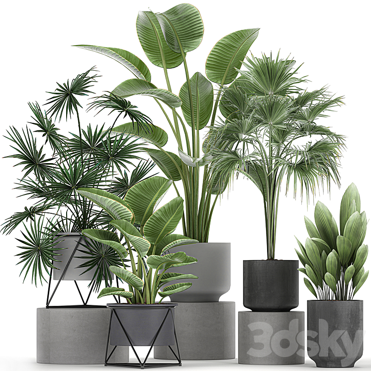 Collection of plants in concrete pots with Strelitzia fan palm office plants. Set 755. 3DS Max - thumbnail 1