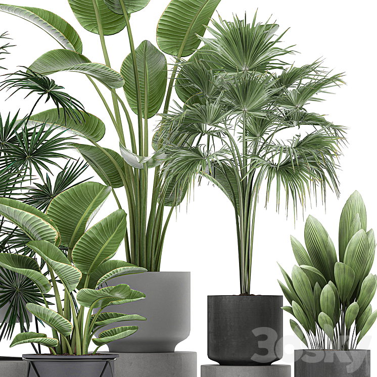 Collection of plants in concrete pots with Strelitzia fan palm office plants. Set 755. 3DS Max - thumbnail 2