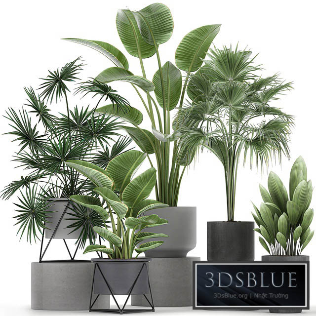 Collection of plants in concrete pots with Strelitzia fan palm office plants. Set 755. 3DS Max - thumbnail 3