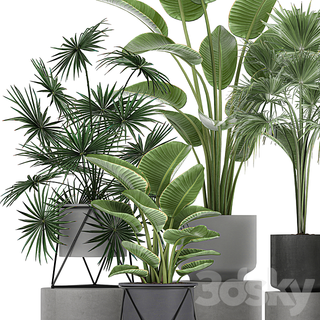 Collection of plants in concrete pots with Strelitzia. fan palm. office plants. Set 755. 3DSMax File - thumbnail 3