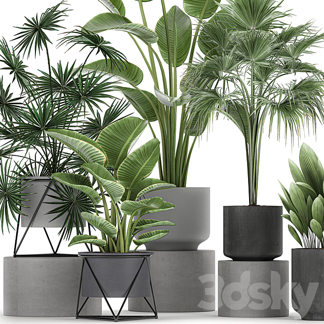 Collection of plants in concrete pots with Strelitzia. fan palm. office plants. Set 755. 3DSMax File - thumbnail 4