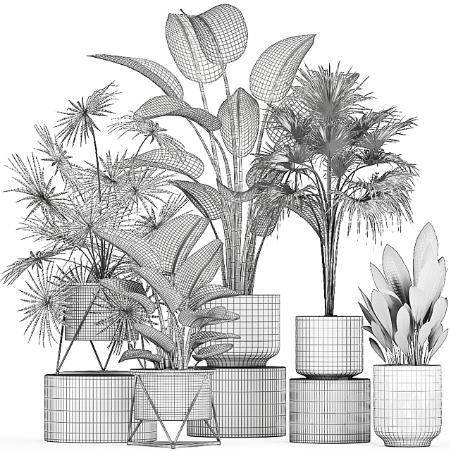 Collection of plants in concrete pots with Strelitzia. fan palm. office plants. Set 755. 3DSMax File - thumbnail 5