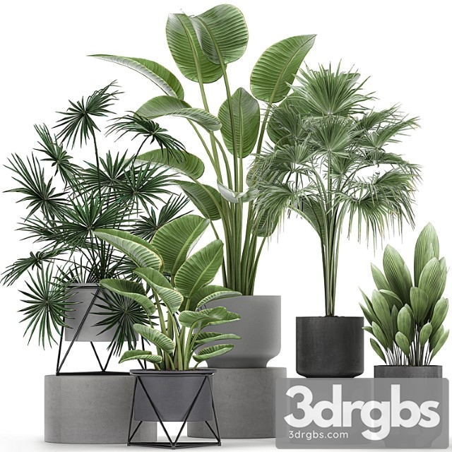 Collection of plants in concrete pots with strelitzia, fan palm, office plants. set 755. - thumbnail 1