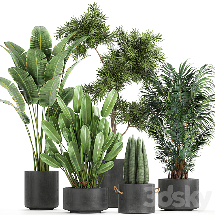 Collection of plants in concrete pots with Strelitzia palm Sansevieria. Set 754. 3DS Max - thumbnail 1